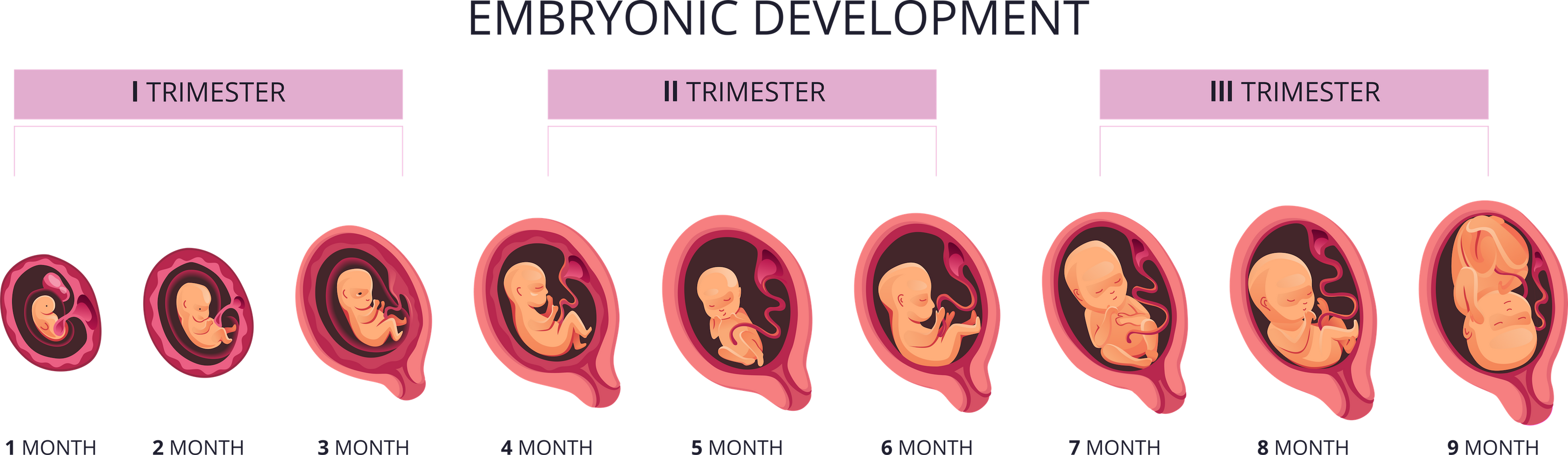 Baby's Development in the Womb •